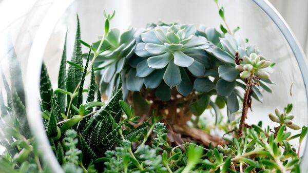 ESTUDIO ARGENTINO PODRIA SER CLAVE PARA SALVAR A LAS PLANTAS DE LOS CLIMAS HOSTILES