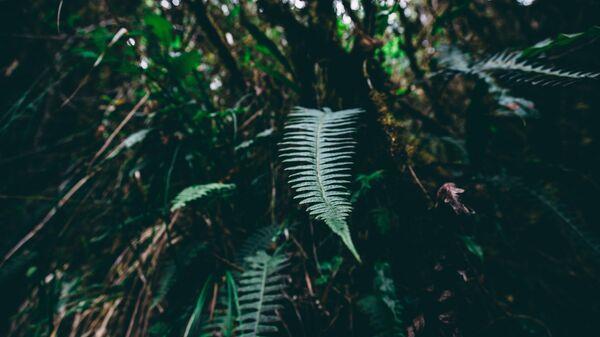 UN PERIODISTA INGLES Y UN FUNCIONARIO DEL GOBIERNO BRASILENO DESAPARECEN EN LA AMAZONIA DEL PAIS