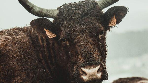 UN TORO IRRUMPE EN UN BANCO EN ISRAEL