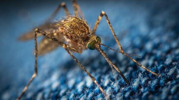 PARAGUAY ENFRENTA LA EPIDEMIA DE CHIKUNGUNYA MAS GRANDE DE SU HISTORIA