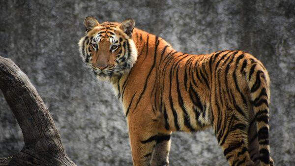 SIMBOLO DE GRAN ESTATUS: ENCUENTRAN UN HACHA RITUAL NEOLITICA CON UN TIGRE GRABADA EN CHINAS