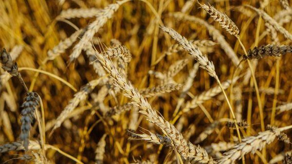 MINISTROS DE AGRICULTURA DEL G7 AVALAN LA PRORROGA DEL ACUERDO DEL GRANO