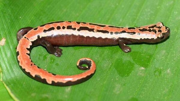 CIENTIFICOS IDENTIFICAN NUEVA ESPECIE DE SALAMANDRA EN COLOMBIA