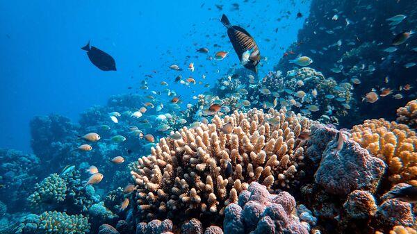 CIENTIFICOS CONFIRMAN PRESENCIA DE IMPORTANTES ZONAS CORALINAS EN EL NORESTE DE CUBA