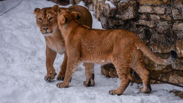 RUSIA REGALA MÁS DE 70 ANIMALES AL ZOOLÓGICO DE PIONYANG